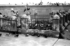 Columba livia domestica