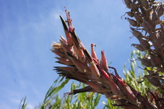 Puya meziana