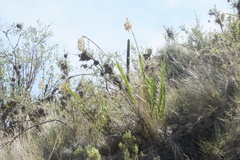 Epidendrum oreonastes