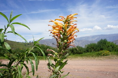 Siphocampylus tupaeformis