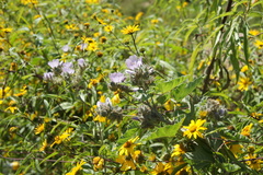 Tarasa hornschuchiana