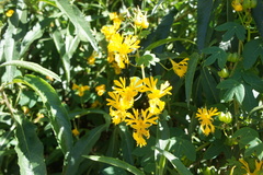 Tropaeolum seemannii