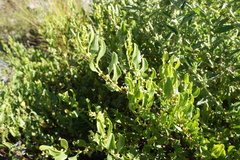 Muehlenbeckia fruticulosa