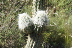 Oreocereus pseudofossulatus