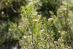 Baccharis boliviensis