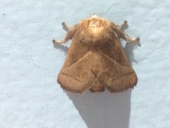 Neomocena convergens