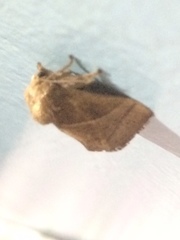 Neomocena convergens