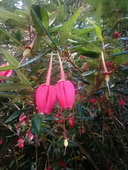 Crinodendron hookerianum