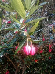 Crinodendron hookerianum