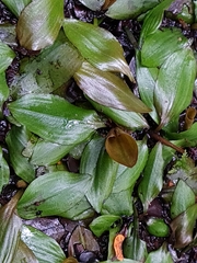 Potamogeton suboblongus