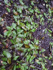 Potamogeton suboblongus