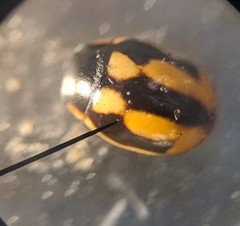 Hyperaspis polita