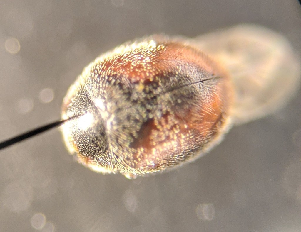 Nephus levaillanti
