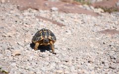 Testudo hermanni hermanni