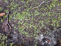 Potamogeton suboblongus