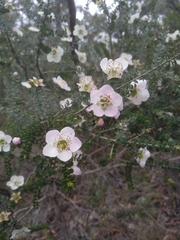 Leptospermum rotundifolium