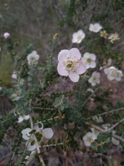 Leptospermum rotundifolium