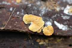 Crepidotus stromaticus