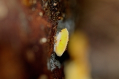 Crepidotus stromaticus