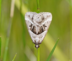Dichromodes stilbiata