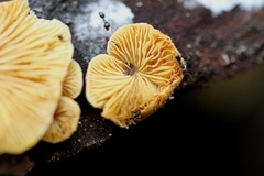 Crepidotus stromaticus