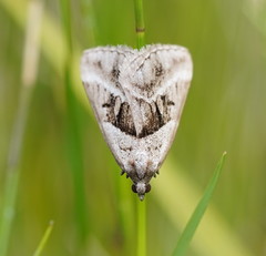 Dichromodes stilbiata