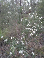 Leptospermum rotundifolium
