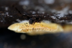 Crepidotus stromaticus