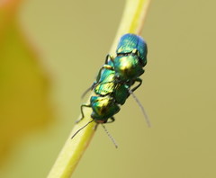 Aporocera viridis