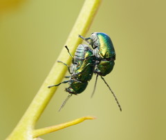 Aporocera viridis