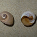 photo of Bladder Moon Snail (Neverita didyma)