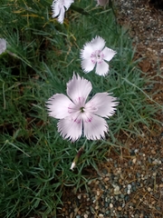 Dianthus