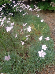 Dianthus