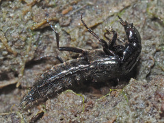 Philonthus concinnus