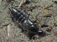 Philonthus concinnus