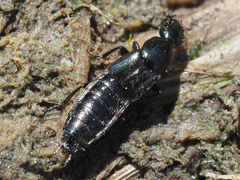 Philonthus concinnus