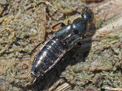Philonthus concinnus