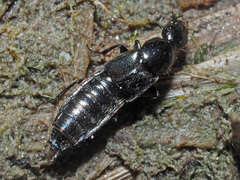 Philonthus concinnus