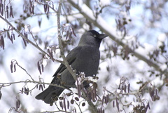 Corvus monedula