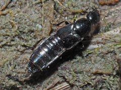 Philonthus concinnus