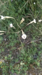 Silene italica