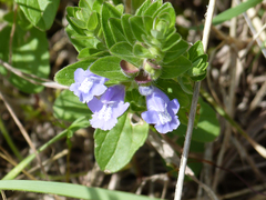 Scutellaria drummondii