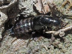 Philonthus concinnus