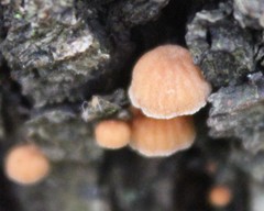 Phaeomarasmius rimulincola