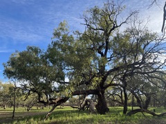 Eucalyptus largiflorens