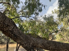 Eucalyptus largiflorens