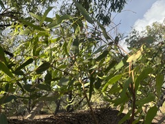 Eucalyptus largiflorens