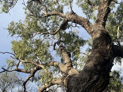 Eucalyptus largiflorens