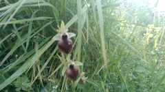 Ophrys helenae