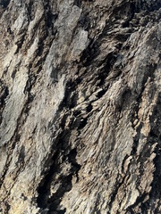 Eucalyptus largiflorens